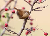 Thumbnail 45 of 46 - Bird on Tree at The Wren Apartments, Lawrenceville